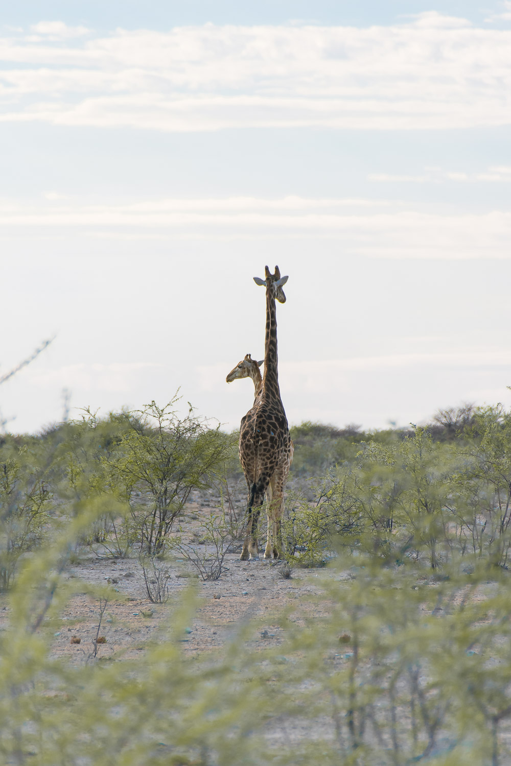 Etosha National Park giraffe