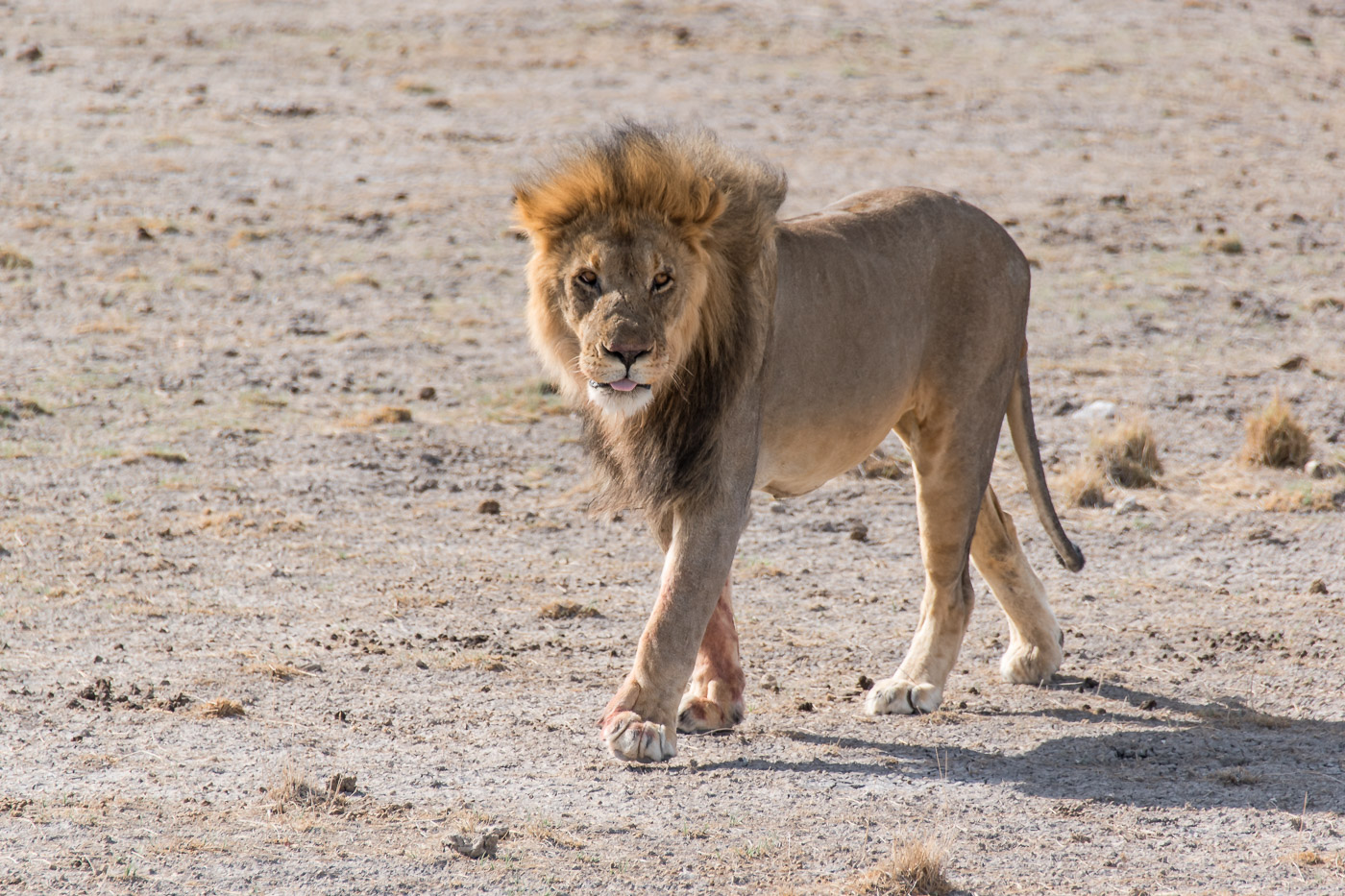 Etosha national park Namibie mannetjes leeuw