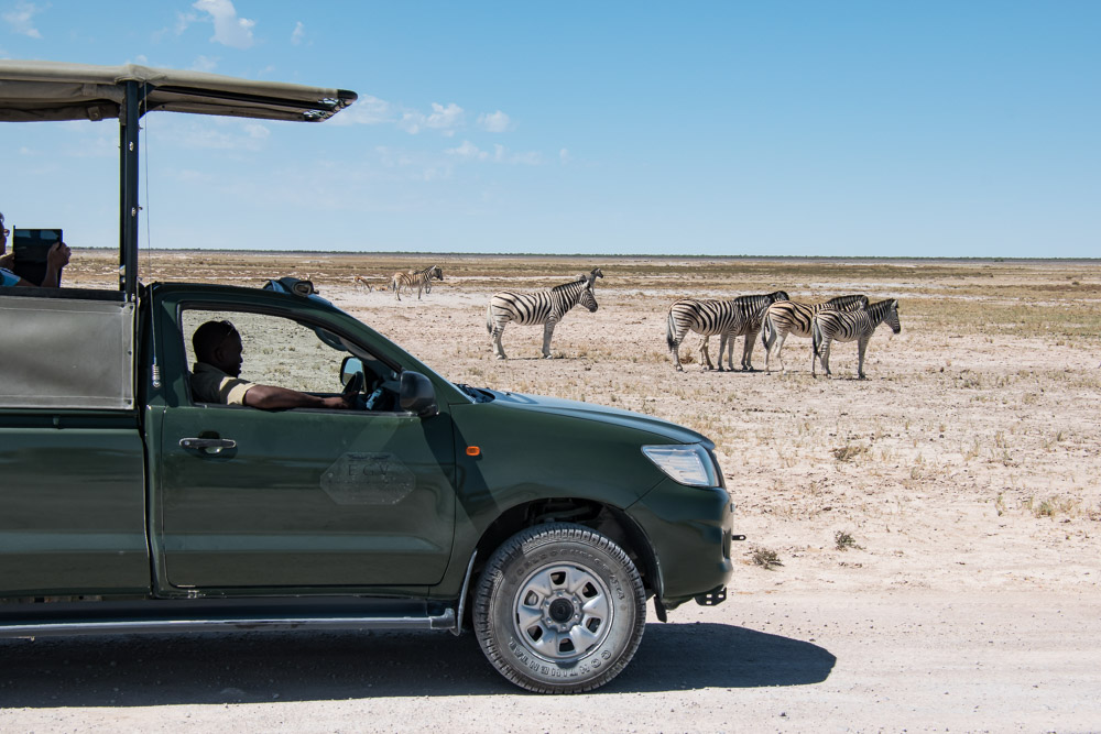 Etosha national park Namibie zebra jeep safari
