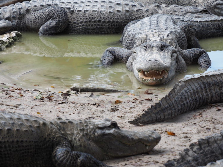 Everglades Alligator Farm alligators