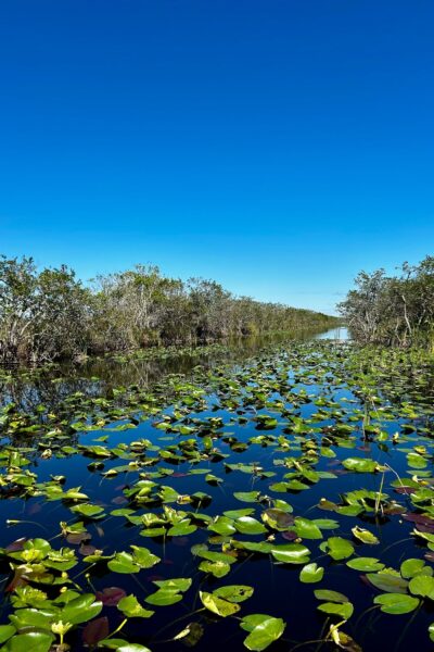 Everglades water met lelies