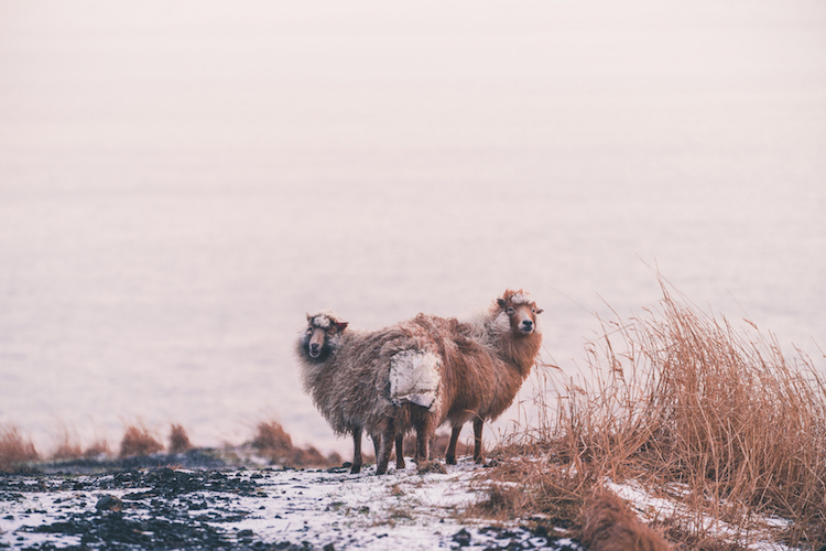 Faroer Eilanden vakantie schapen