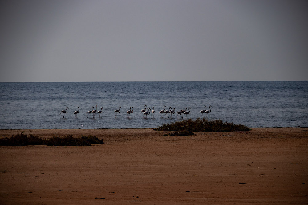 Flamingo spotten djerba tunesie