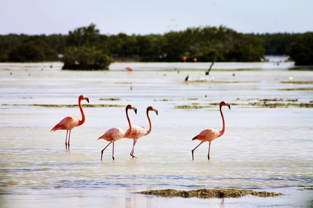 Flamingo's in Montemar National Park
