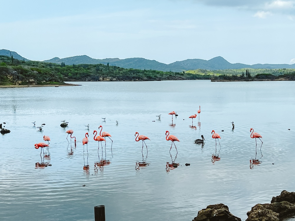 Flamingo's in Washington Slagbaai Nationaal Park