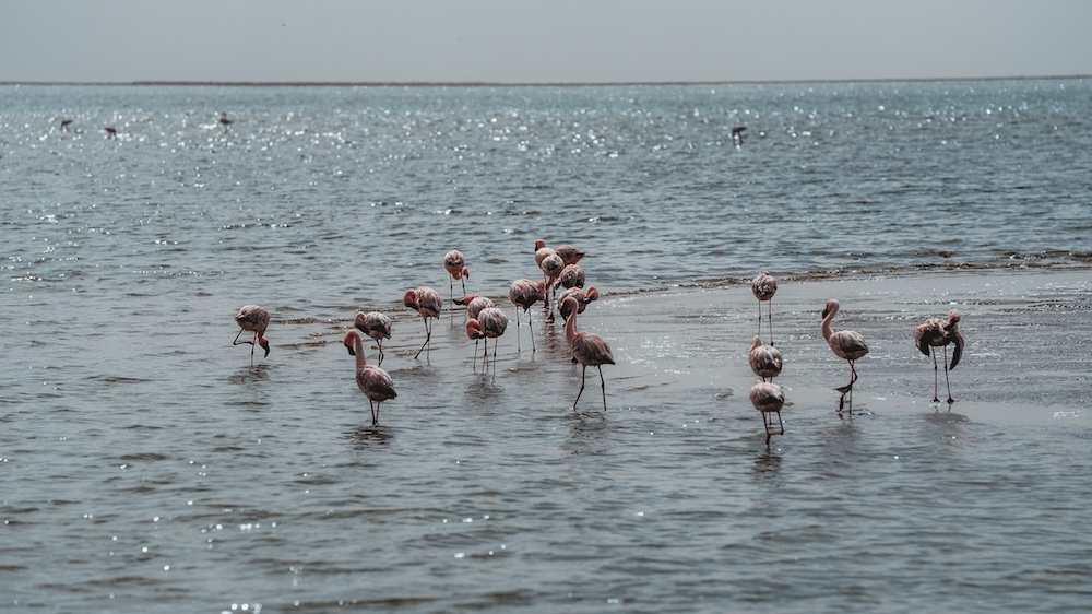 Flamingo's spotten Swakopmund