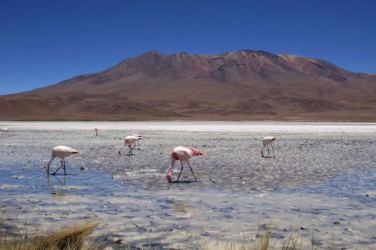 flamingos
