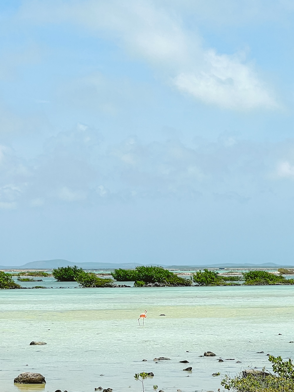 Flingo op Bonaire zoutvlakte