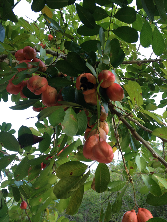 Fruit jamaica