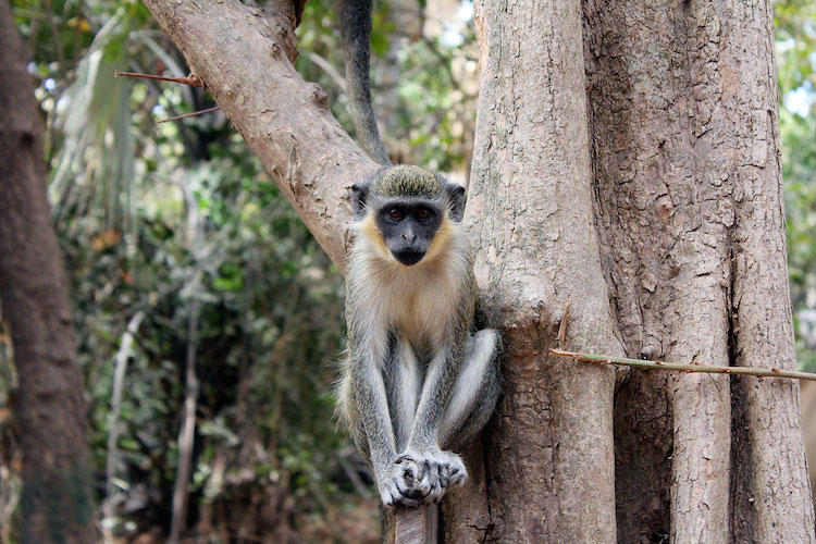Gambia bezienswaardigheden Monkey Park