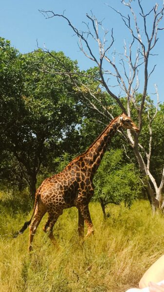 Gambia giraffe, Goedkope winterzonbestemmingen