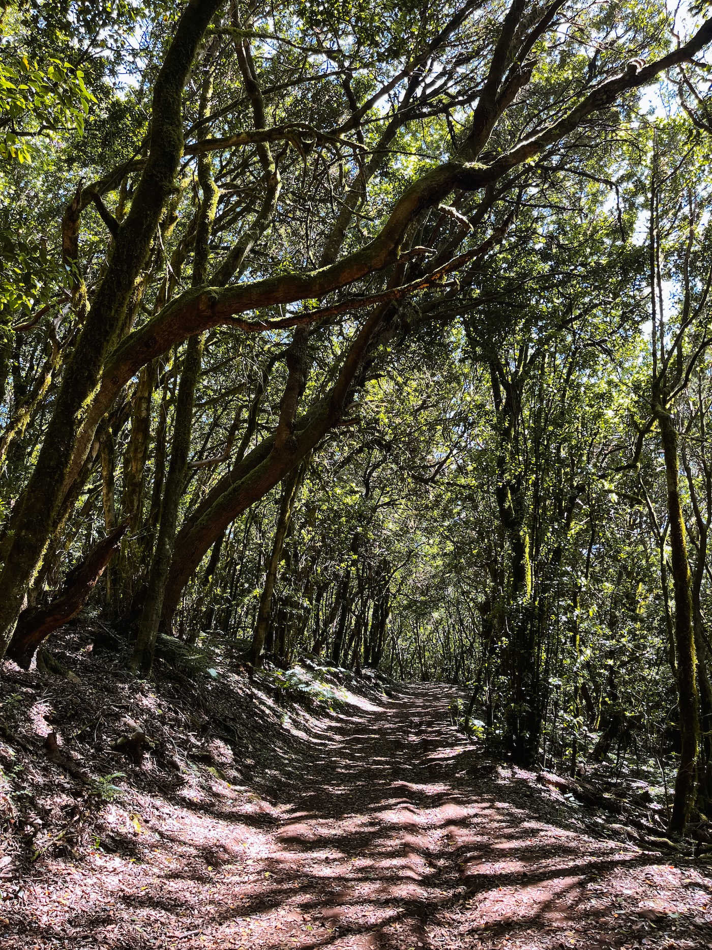 Garajonay National Park