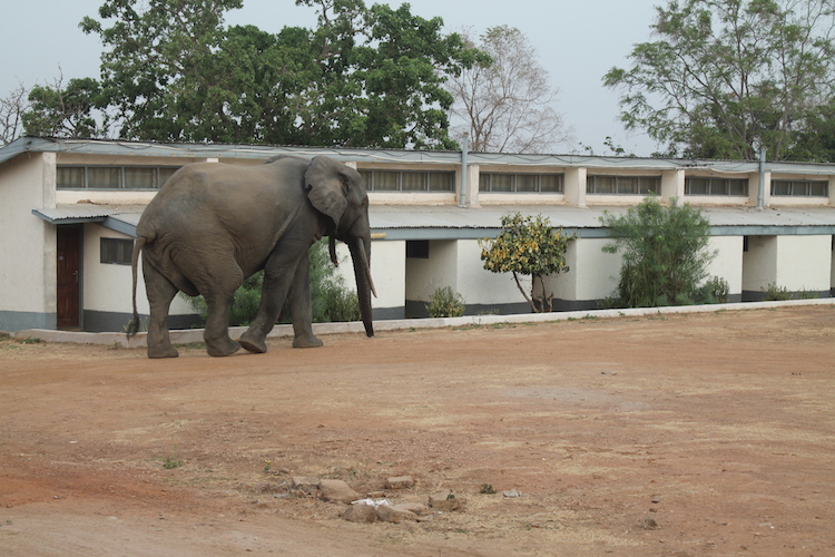 Ghana rondreis olifant bij je hotel mole