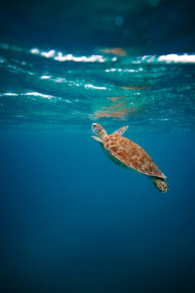 Zeeschildpad onderwater Gili Trawangan