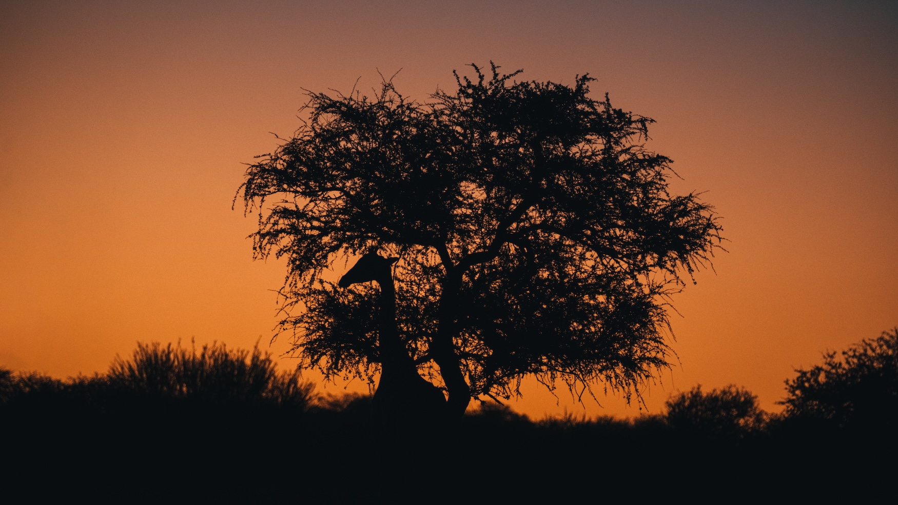 Giraf voor boom, Okonjima