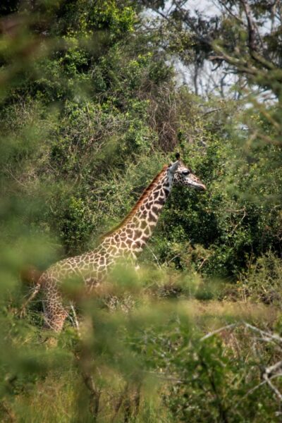 Giraffe Akagera NP