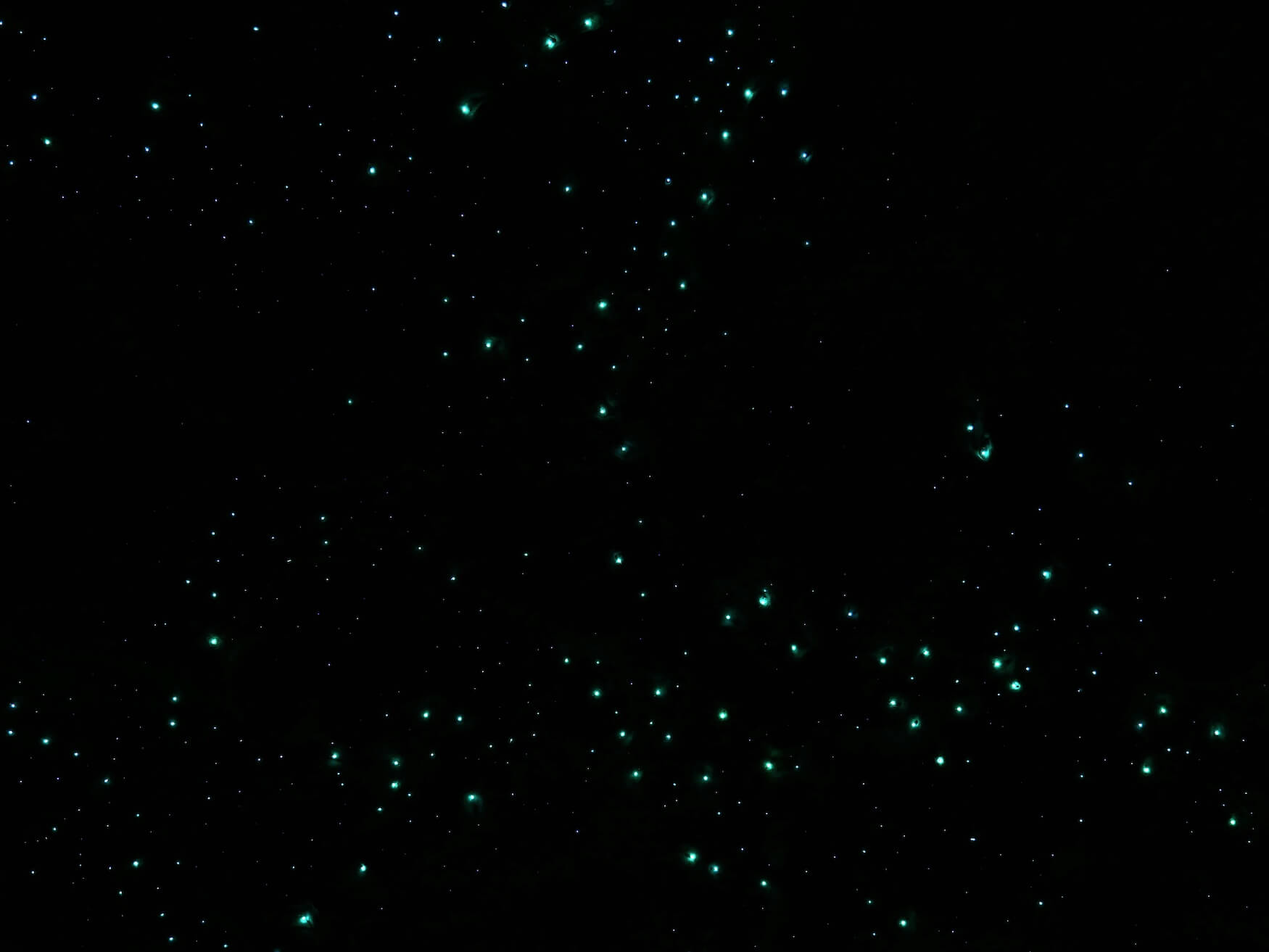 Glow worms Waipu Cave