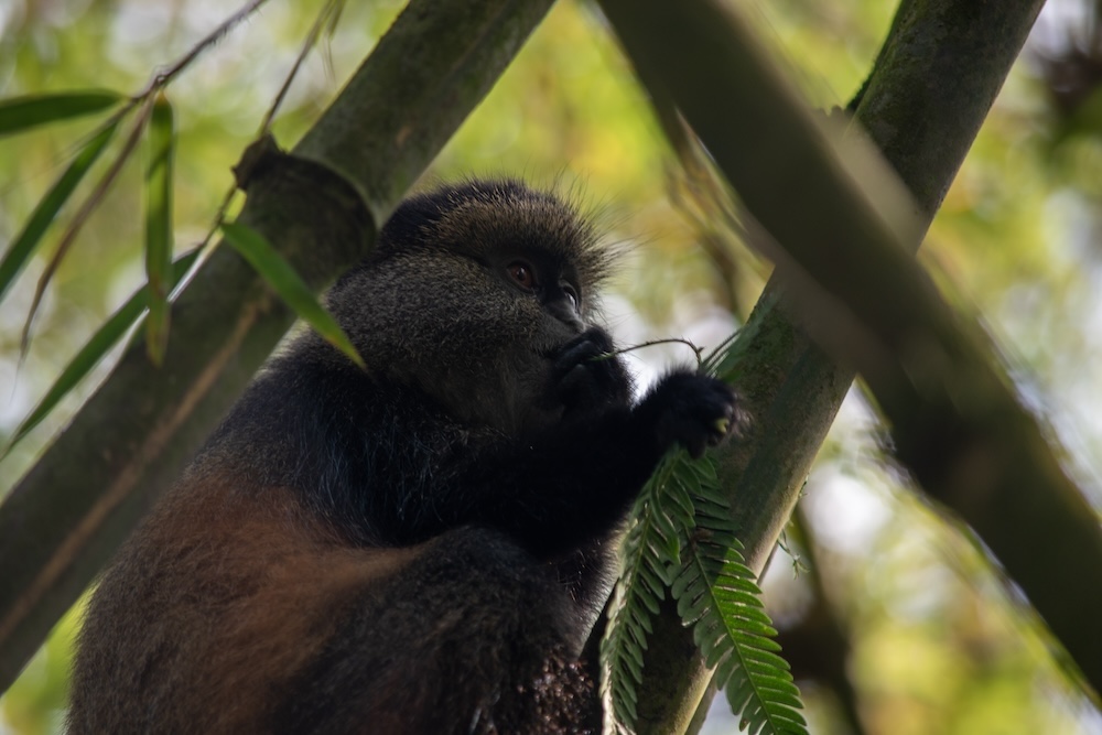 Golden Monkey, Rwanda Reisroute