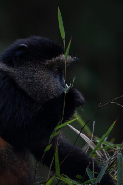 Golden monkey Rwanda