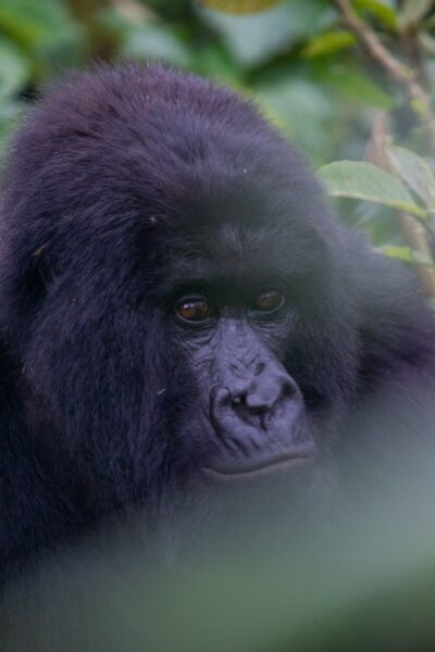 Gorilla Rwanda