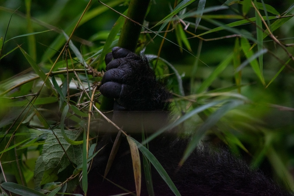 Gorilla handje Rwanda