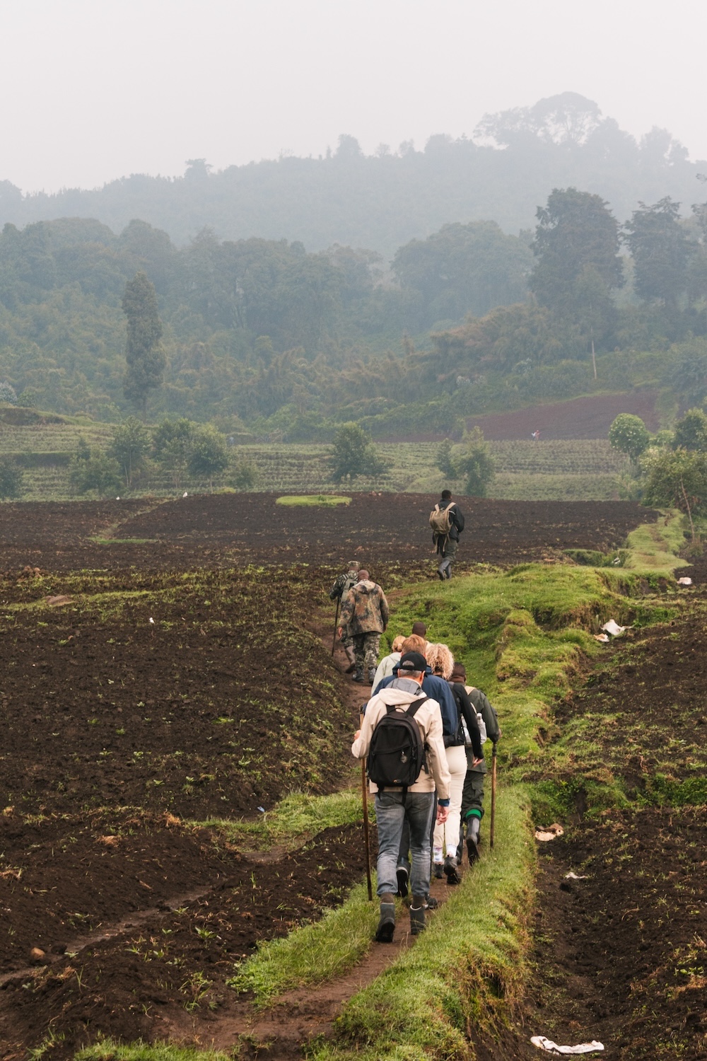 Gorilla trekking Volcanoes NP