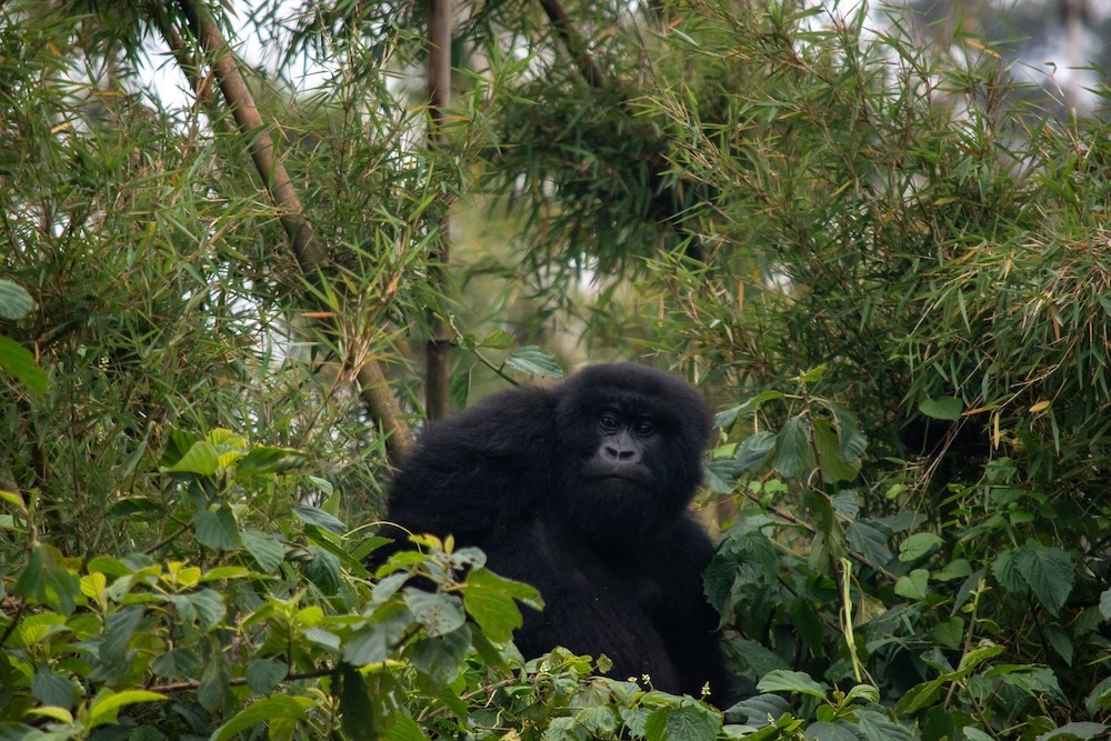 Gorilla volcanoes