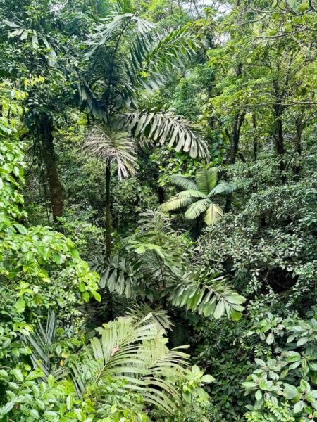 Groene natuur Monteverd