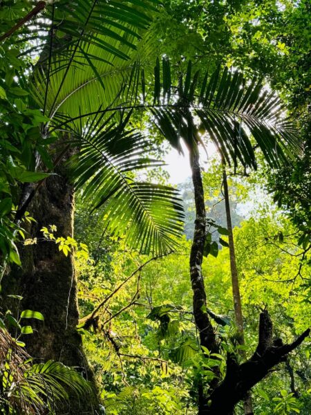 Groene omgeving La Fortuna