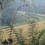 Gunung Kawi Ubud rijstveld