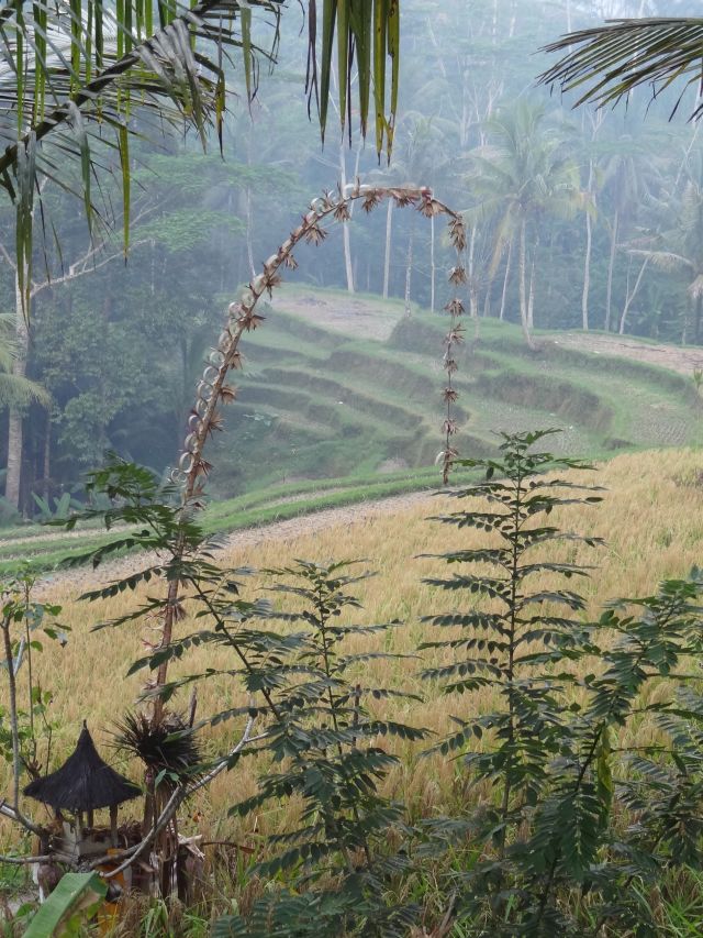 Gunung Kawi Ubud rijstveld