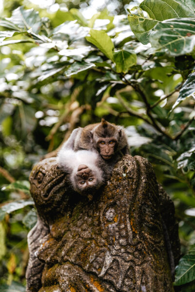 Gunung Kawi tempel Ubud aapjes
