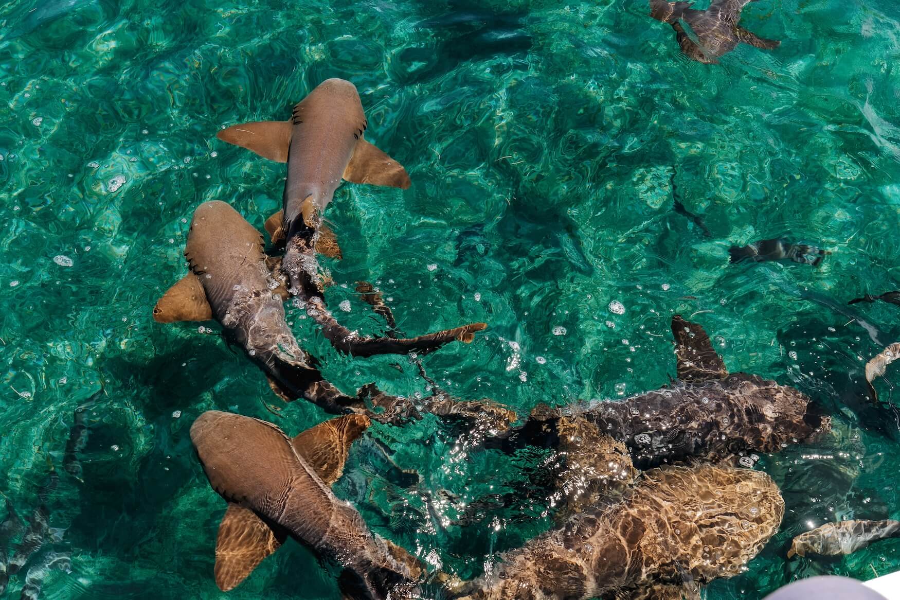 Haaien op Caye Caulker, Belize