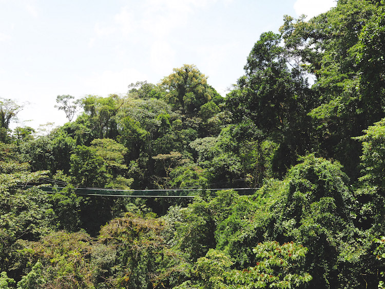 Hangbruggen in jungle costa rica