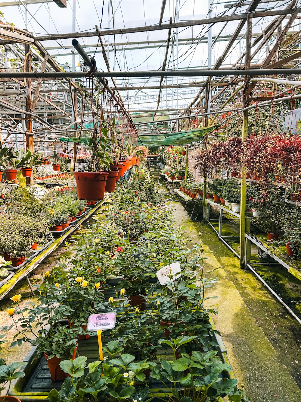 Healthy Strawberry Farm, Tanah Rata