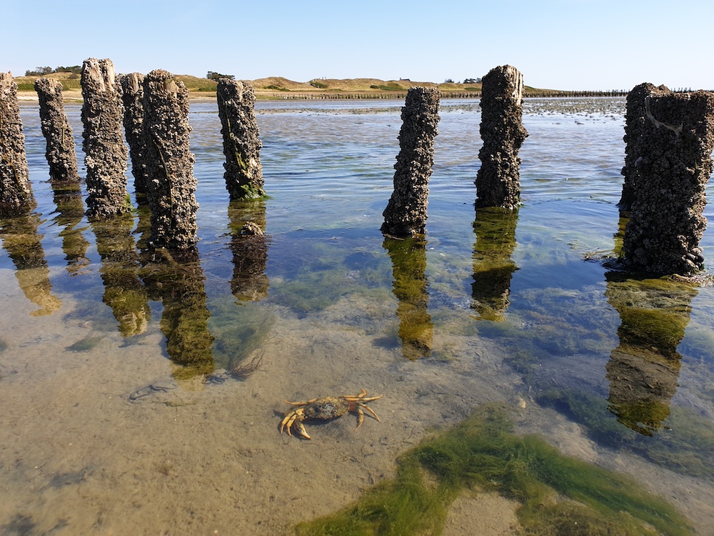 Het eiland Mando in Denemarken