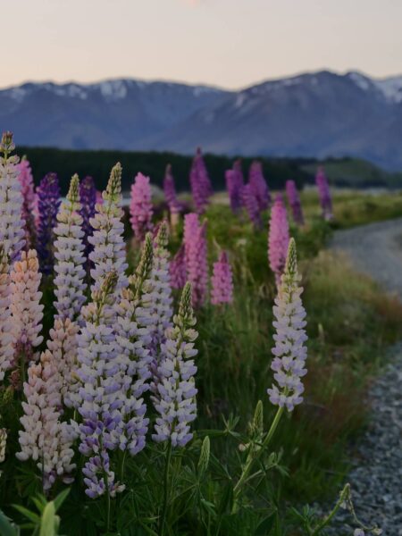 Hikes lupine Nieuw-Zeeland