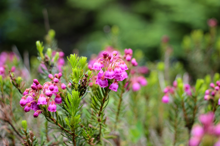 hiking-vancouver-garibaldi-natuur