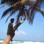Hikkaduwa sri lanka palmbomen strand