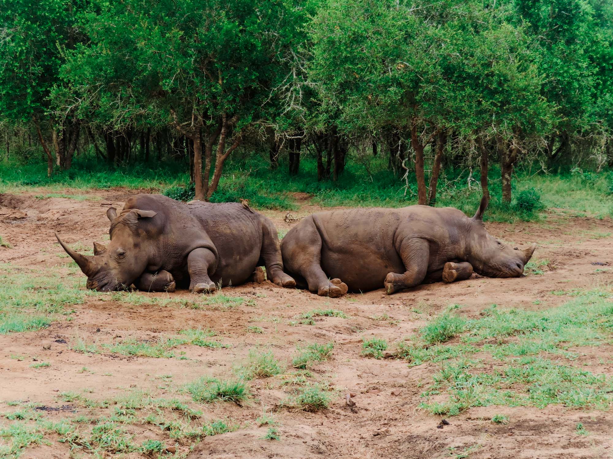 Hlane Royal National Park eswatini