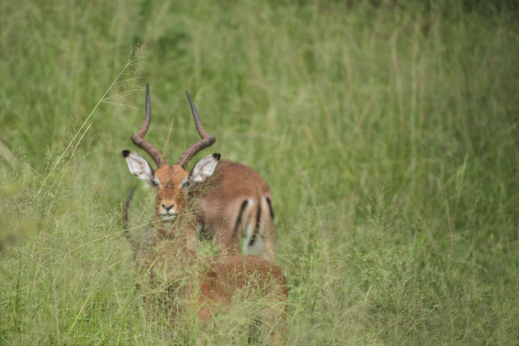 Hluhluwe zuid afrika antilope