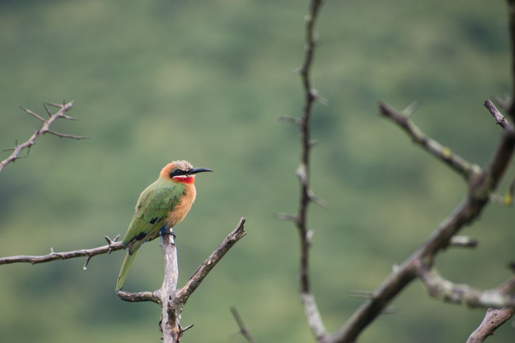 Hluhluwe zuid afrika birdwatching