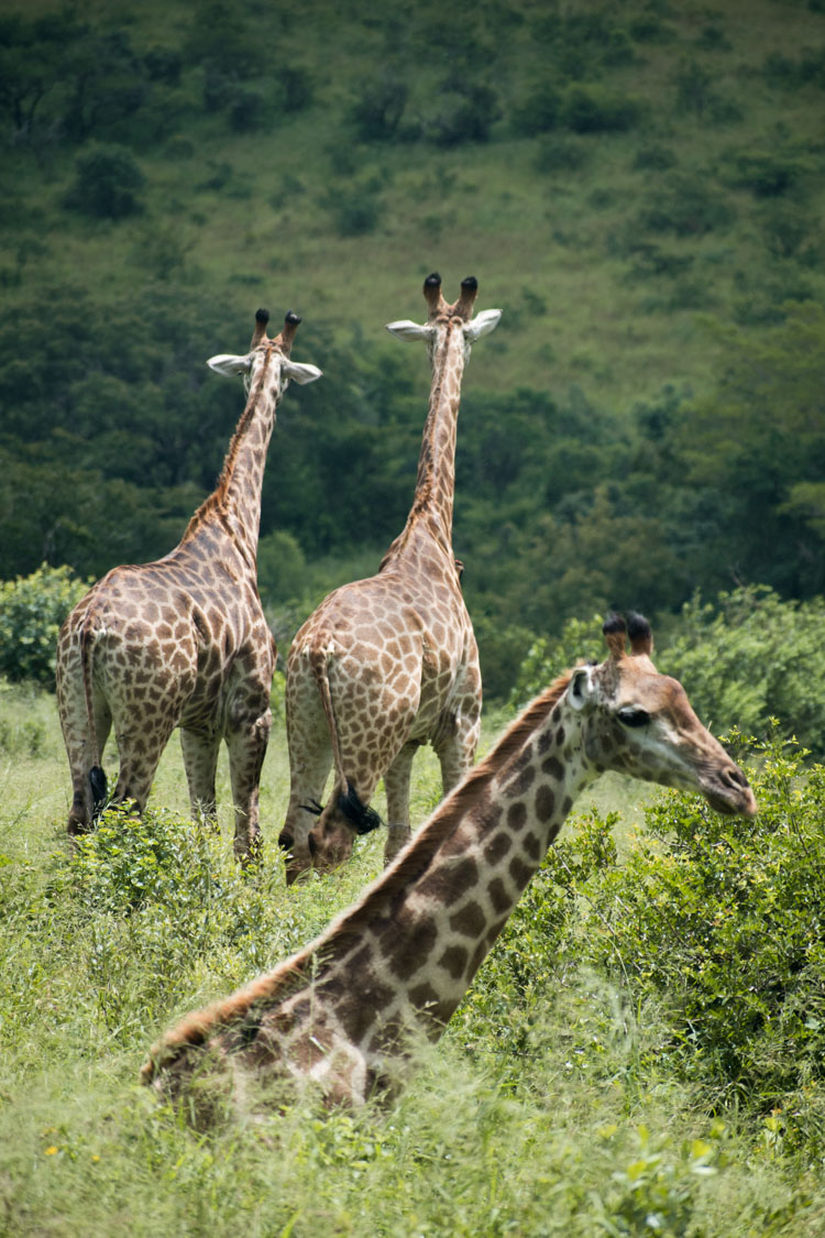 Hluhluwe zuid afrika giraffen