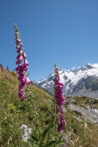 Hooker Valley Track Nieuw Zeeland bloemen