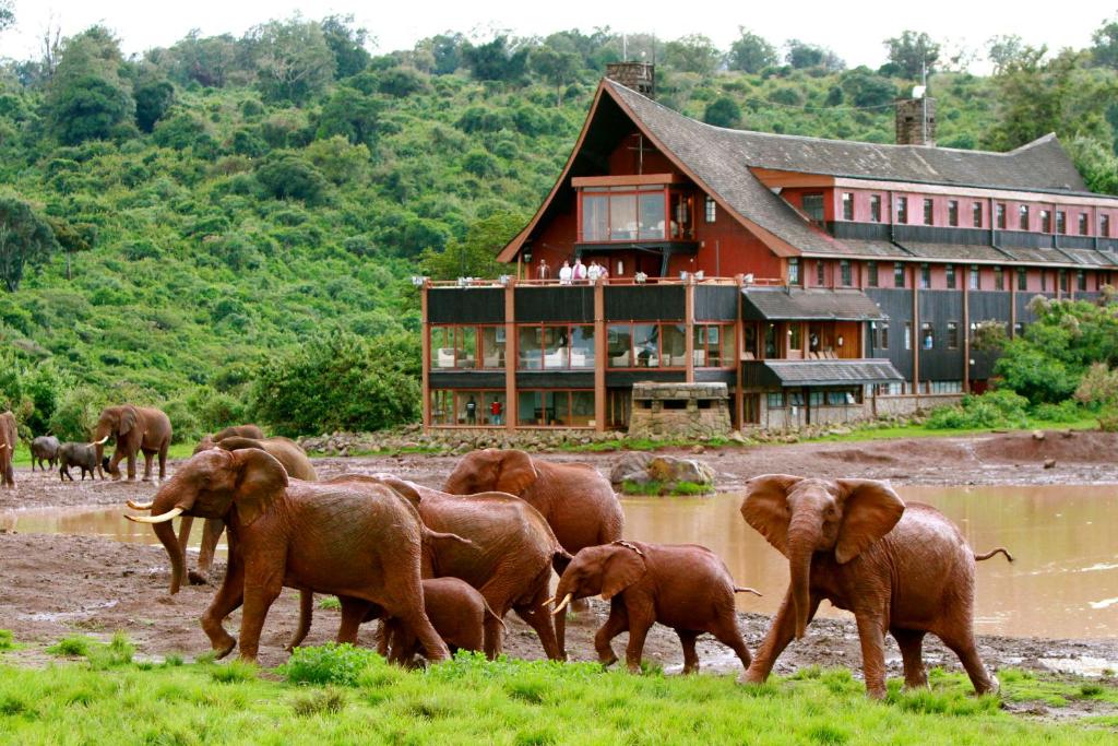 Herd of elephants at a muddy waterhole with a large wooden lodge and green hills in the background.