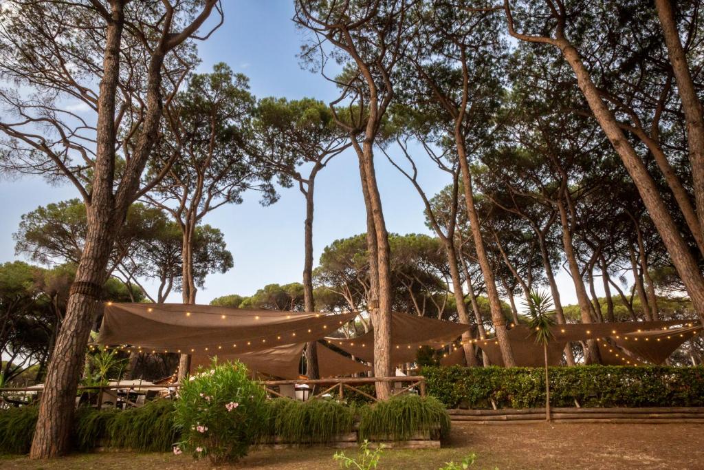 Daytime outdoor event setup under tall pine trees with beige shade sails and string lights.