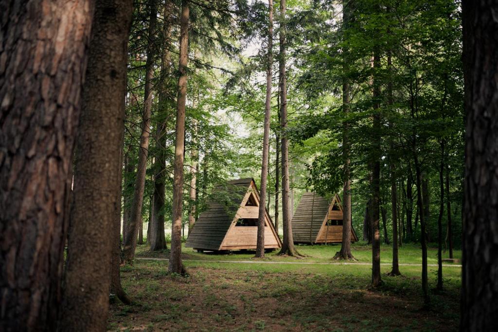 A-frame wooden cabins set among tall trees in a lush green forest.