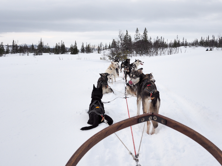 huskytocht in lapland activiteiten