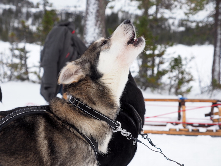 huskytocht lapland husky safari huskyhond