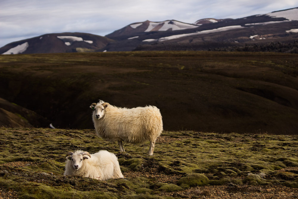 ijsland foto's schapen